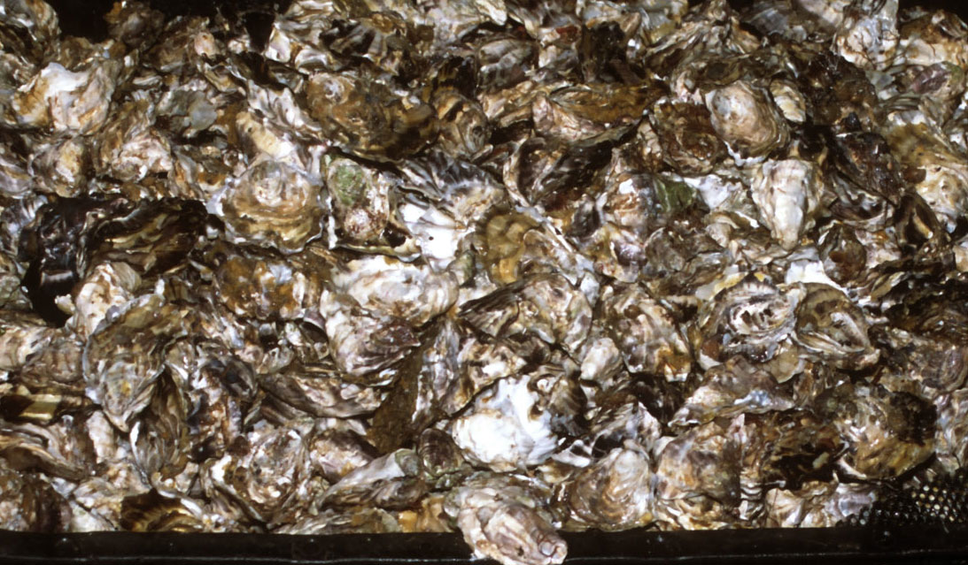 Oyster trade grew during the first quarter of 2016