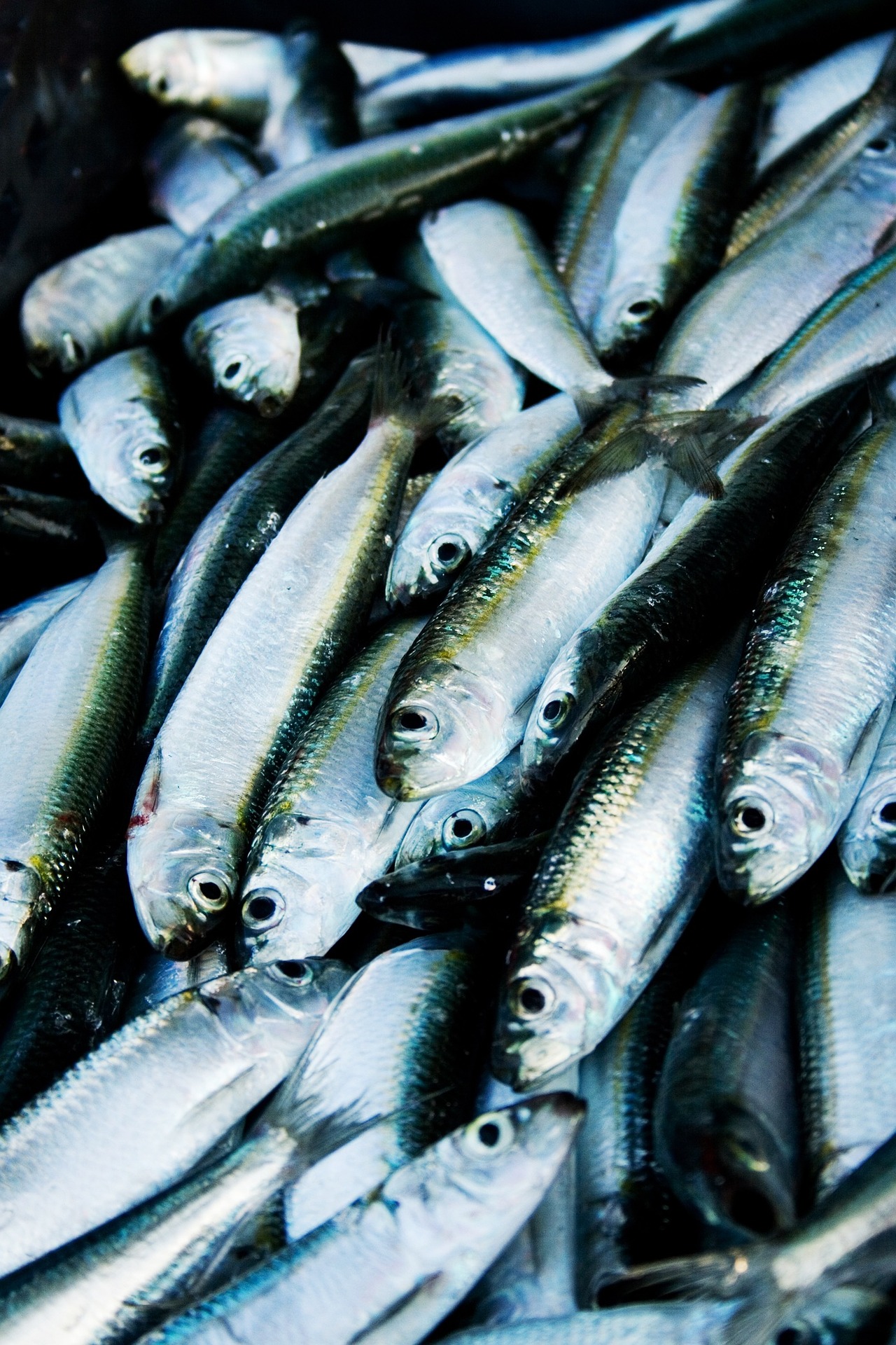 Strong herring catches and low prices